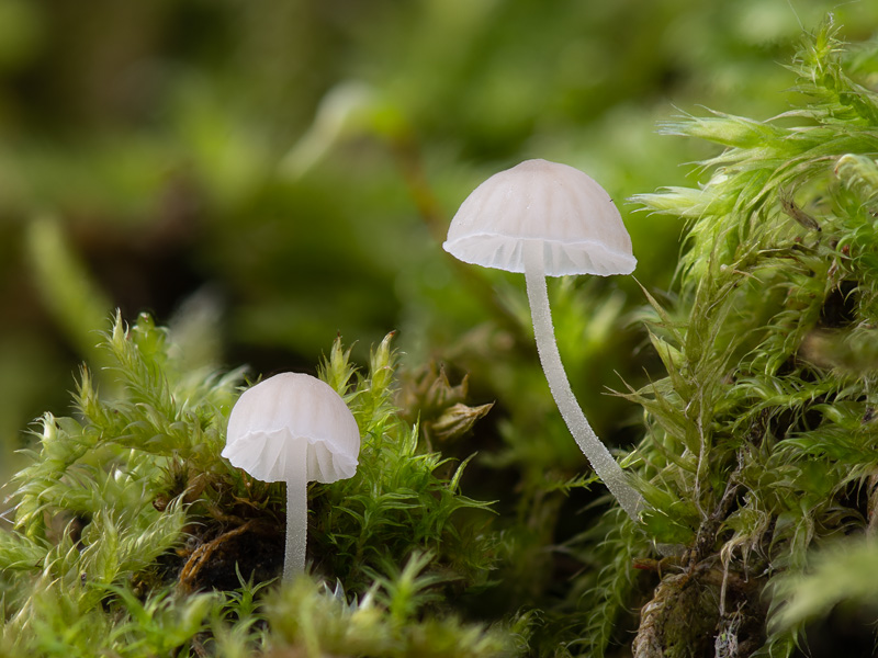 Mycena hiemalis